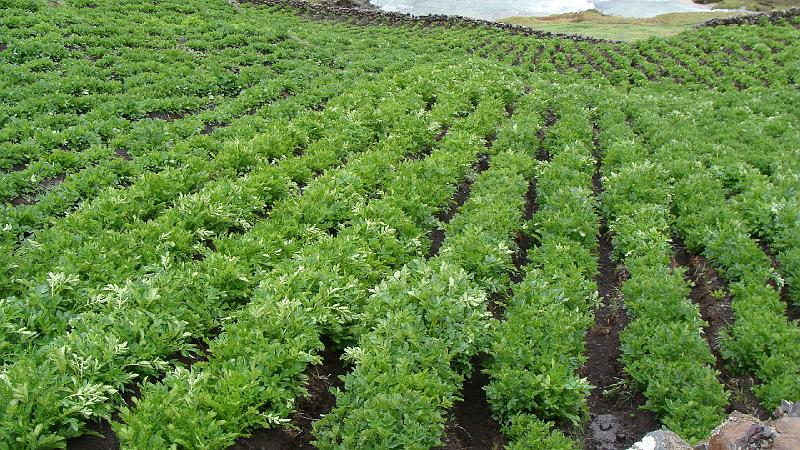 Illampu Trek Steves (63).JPG